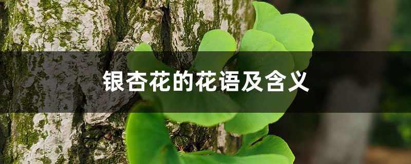 银杏花的花语及含义