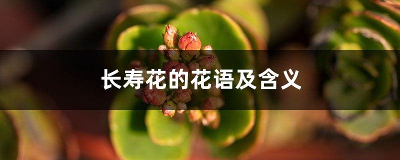 长寿花的花语及含义