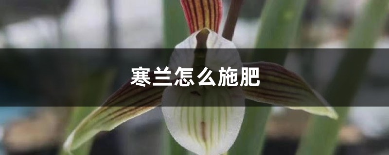 寒兰怎么施肥