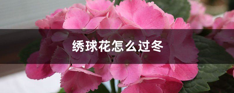 绣球花怎么过冬 绣球花怎么过冬