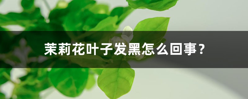 茉莉花叶子发黑怎么回事？