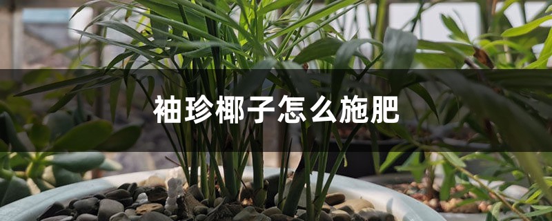 袖珍椰子怎么施肥