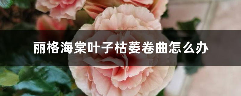 丽格海棠叶子枯萎卷曲怎么办 丽格海棠叶子枯萎卷曲怎么办