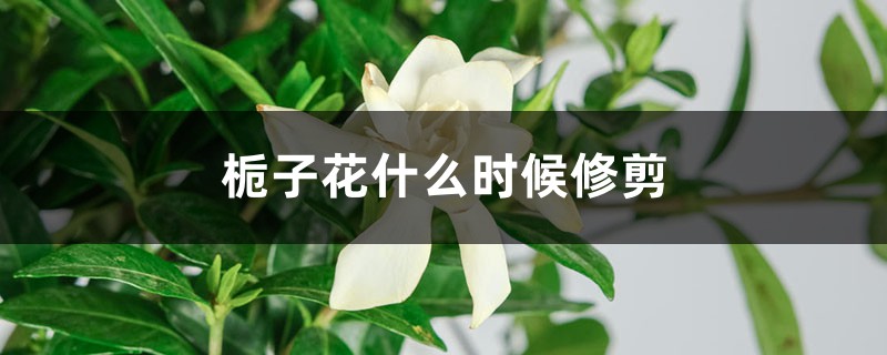 栀子花什么时候修剪