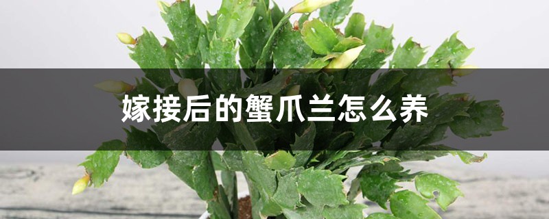 嫁接后的蟹爪兰怎么养 嫁接后的蟹爪兰怎么养