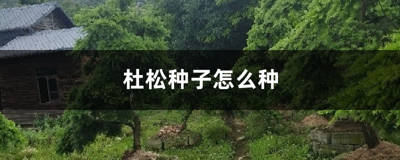 杜松种子怎么种