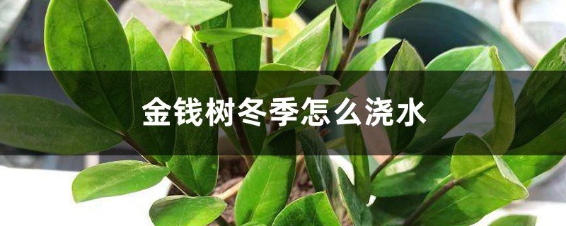 金钱树冬季怎么浇水