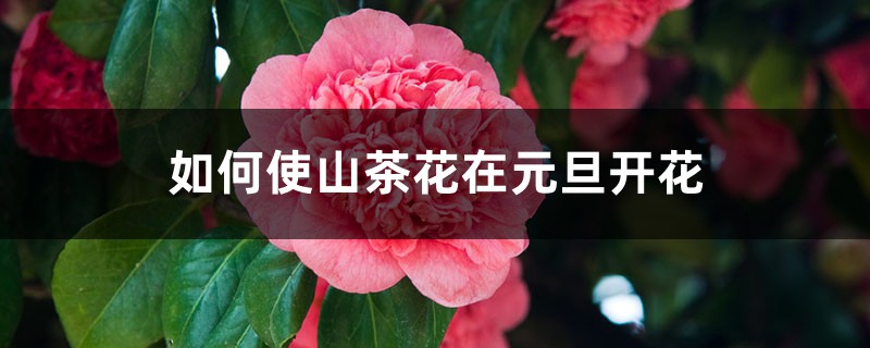 如何使山茶花在元旦开花