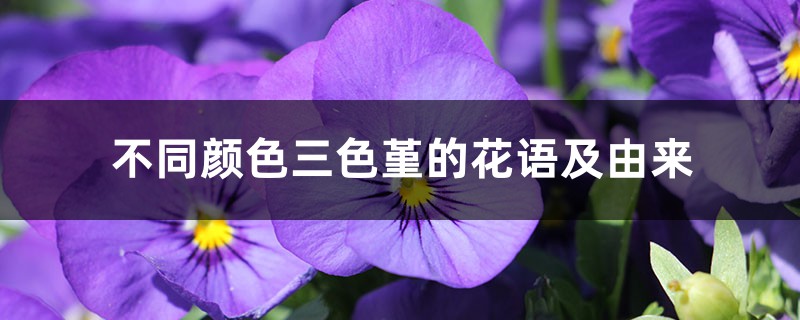 不同颜色三色堇的花语及由来