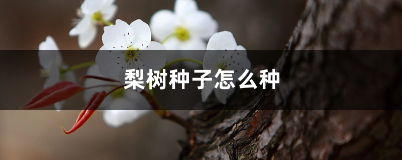 梨树种子怎么种 梨树种子怎么种