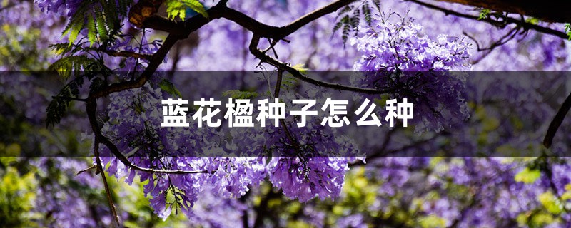 蓝花楹种子怎么种 蓝花楹种子怎么种