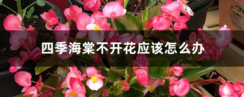 四季海棠不开花应该怎么办