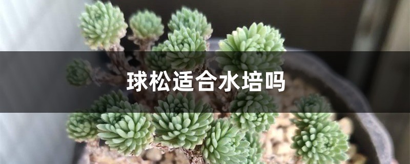 球松适合水培吗 球松适合水培吗