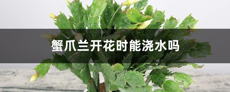 蟹爪兰开花时能浇水吗