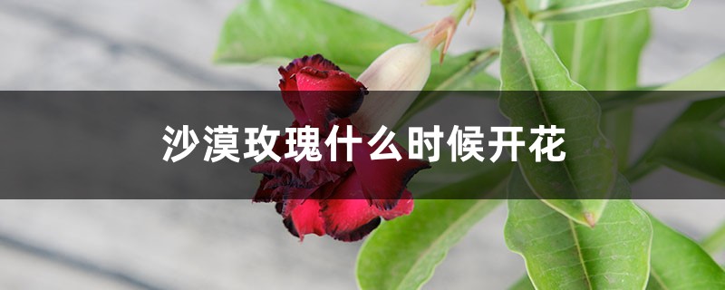 沙漠玫瑰什么时候开花 沙漠玫瑰什么时候开花
