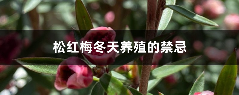 松红梅冬天养殖的禁忌