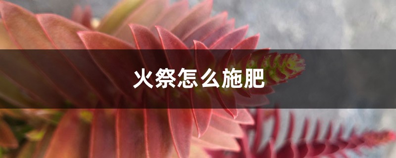 火祭怎么施肥