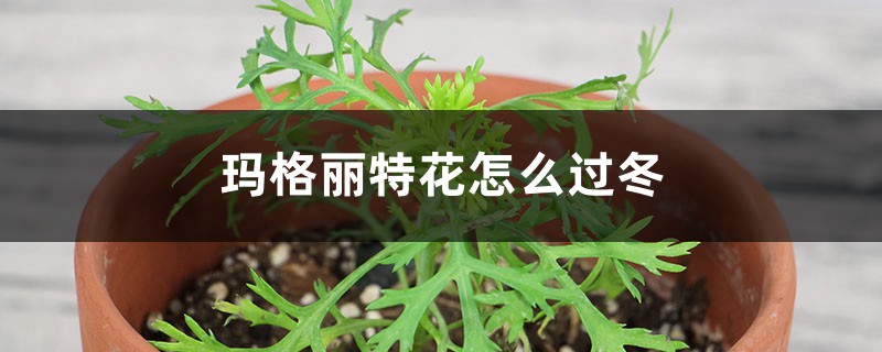 玛格丽特花怎么过冬