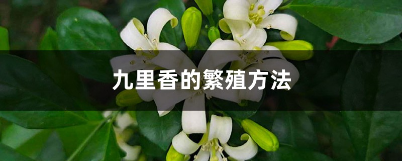 九里香的繁殖方法