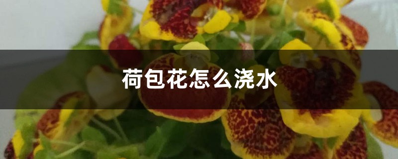 荷包花怎么浇水