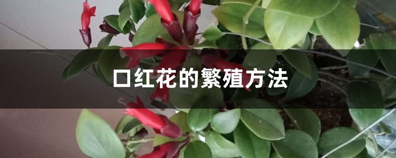 口红花的繁殖方法