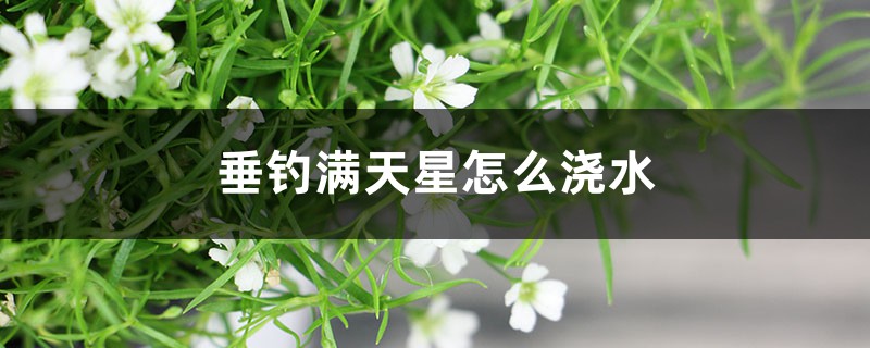 垂钓满天星怎么浇水