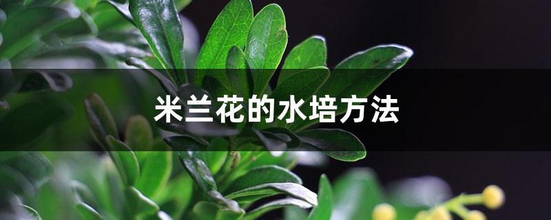 米兰花的水培方法 米兰花的水培方法