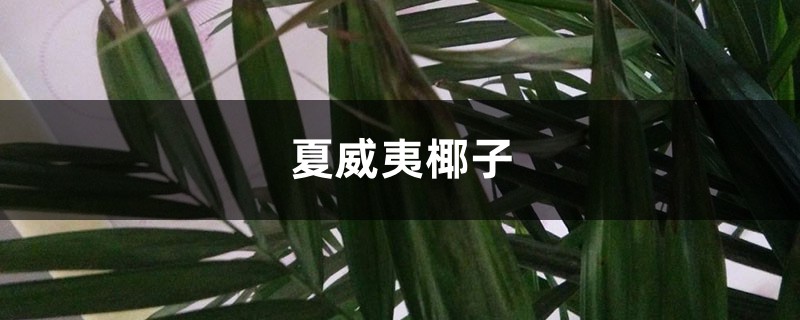 夏威夷椰子长的慢？剪一剪，长得又快又健康！