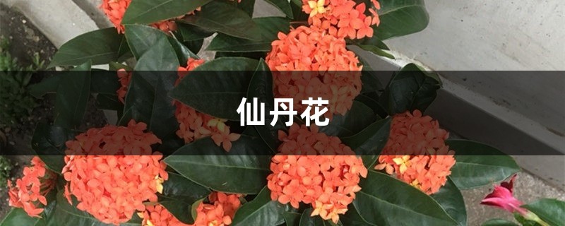 仙丹花在家掉叶子？学了这四招，问题全解决！