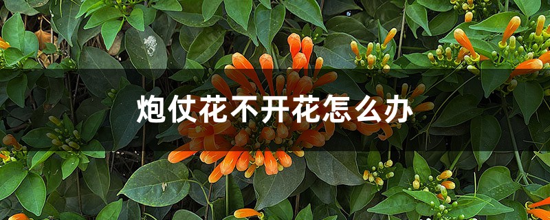 炮仗花不开花怎么办