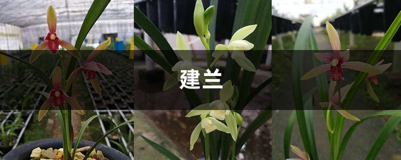 叶子枯萎不要怕,简单几招拯救你的建兰,焕发生机! 叶子枯萎不要怕,简单几招拯救你的建兰,焕发生机!