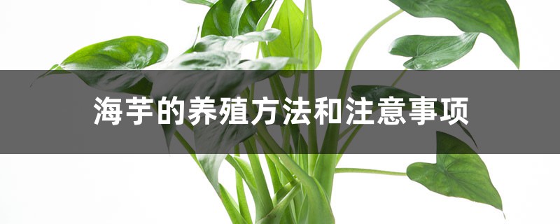 海芋的养殖方法和注意事项