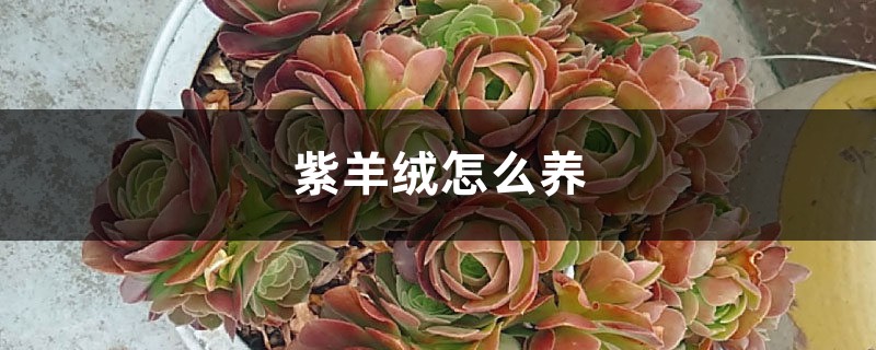 紫羊绒怎么养