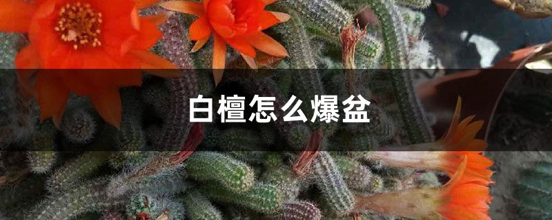 白檀怎么爆盆