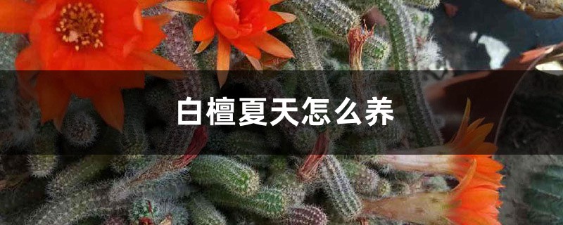 白檀夏天怎么养