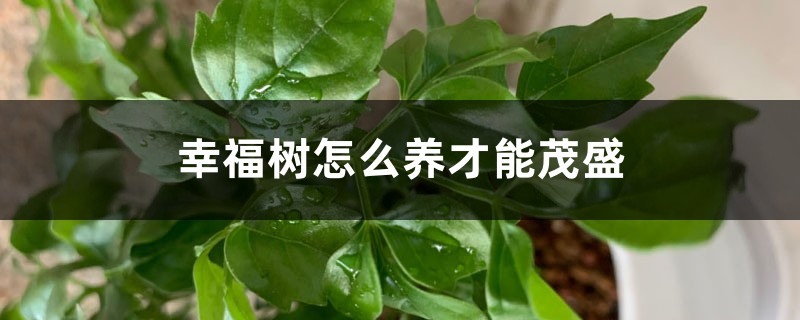 幸福树怎么养才能茂盛