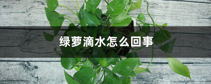 绿萝滴水怎么回事 绿萝滴水怎么回事