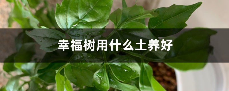 幸福树用什么土养好 幸福树用什么土养好