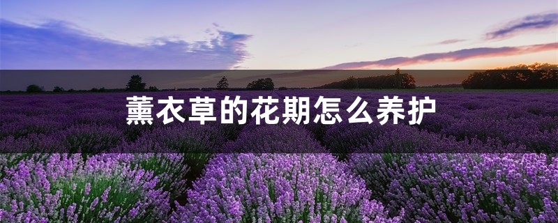 薰衣草的花期怎么养护