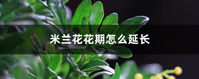 米兰花花期怎么延长