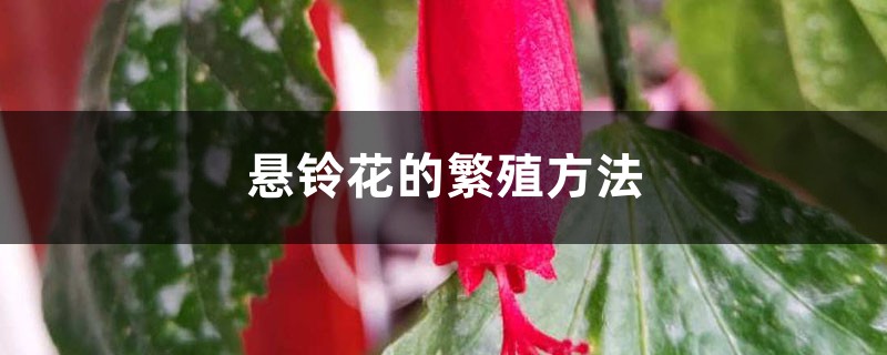 悬铃花的繁殖方法