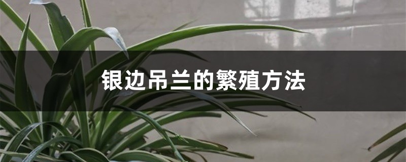 银边吊兰的繁殖方法