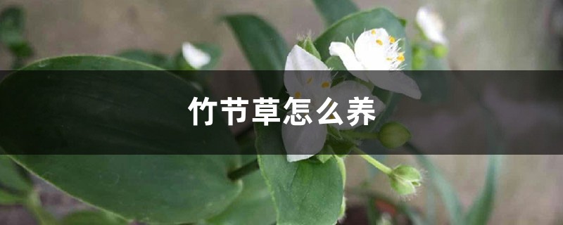 竹节草怎么养