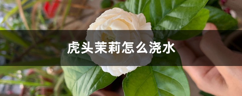 虎头茉莉怎么浇水