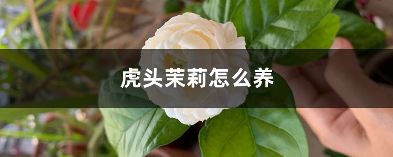 虎头茉莉怎么养