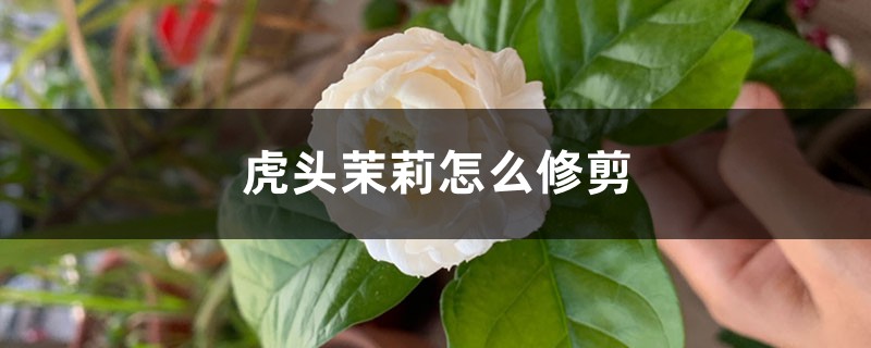 虎头茉莉怎么修剪