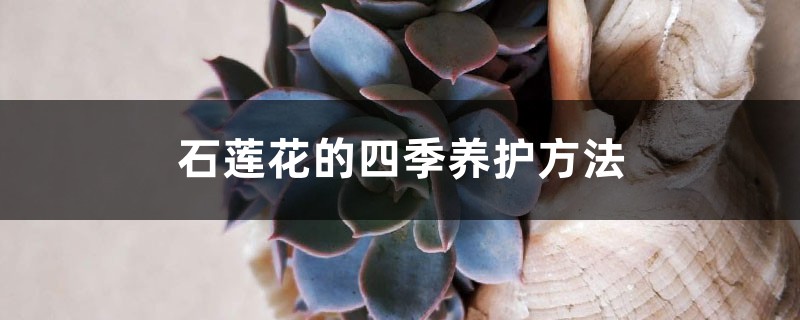 石莲花的四季养护方法