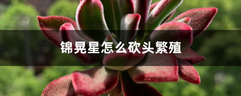 锦晃星怎么砍头繁殖