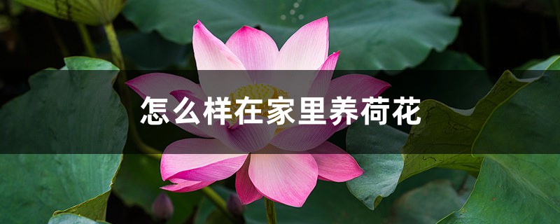 怎么样在家里养荷花