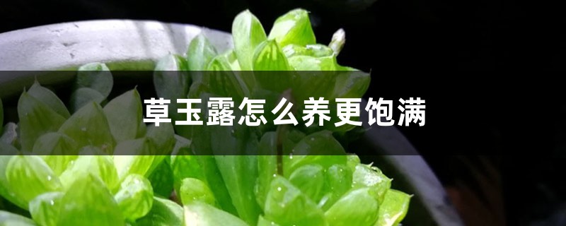 草玉露怎么养更饱满